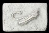 Halysiocrinus Crinoid Fossil - Crawfordsville, Indiana #31326-1